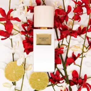 عطر بشانسيا من ميمواز لندن