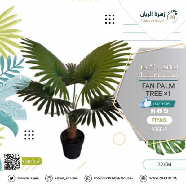 fan palm tree